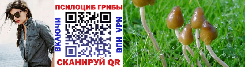 Галлюциногенные грибы Psilocybine cubensis  Купить где  Иркутск 
